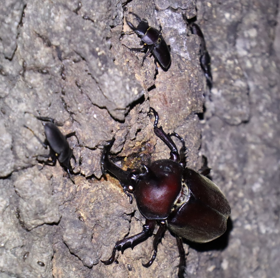 コクワガタ3♂、カブトムシ♂_クヌギの大木-クヌギ林_2023年8月16日20時5分 気温26.9度